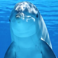 Schulranzen Delfin